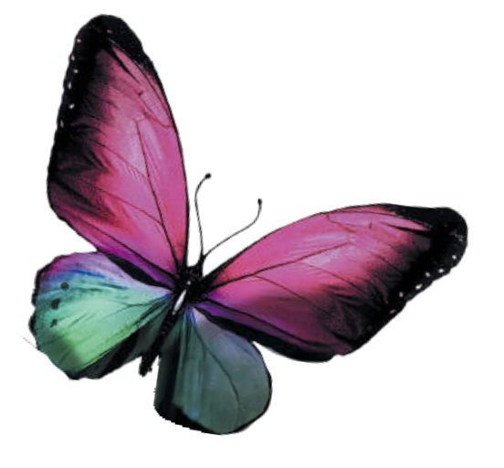 motyl