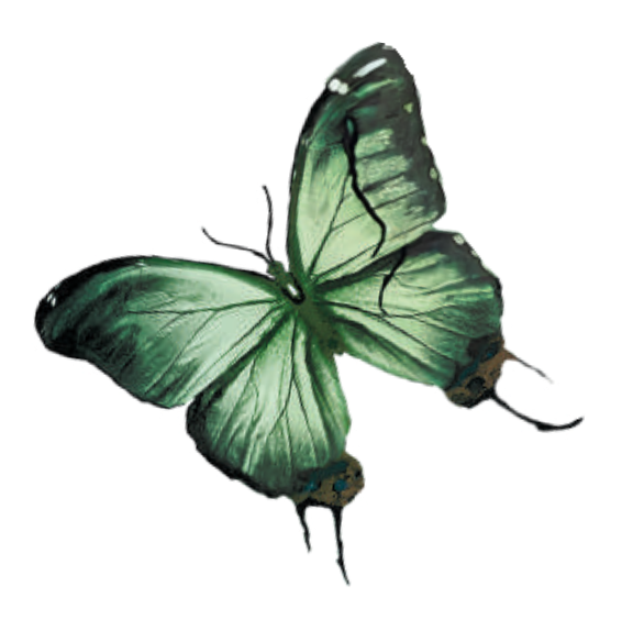 motyl