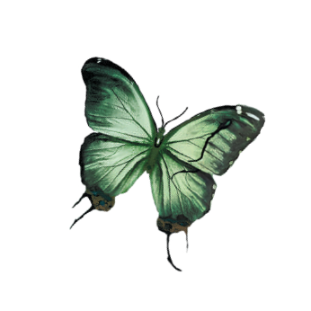 motyl