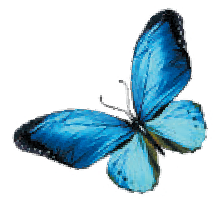 motyl
